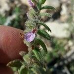 Teucrium scordium Flower