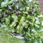 Ilex aquifolium Foglia