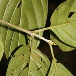 Amaioua pedicellata Rhisgl