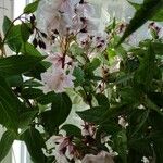 Deutzia hybridaКветка