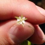 Moehringia trinervia Fleur