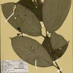 Rudgea stipulacea Leaf