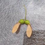 Acer saccharum Frucht