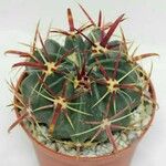 Ferocactus latispinus Лист