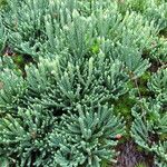 Lycopodium × oellgaardii Habit