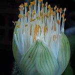 Haemanthus albiflos Lorea