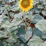 Helianthus giganteus 整株植物