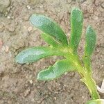 Lepidium squamatum Leaf