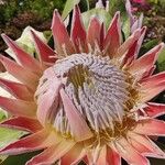 Protea cynaroides花