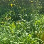 Crepis paludosa Habit