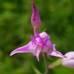 Cephalanthera rubraBlomma