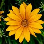 Zinnia angustifolia Flower