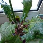Gerbera viridifolia Hoja