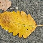 Sorbus intermedia Leaf