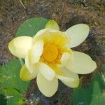 Nelumbo lutea Flower