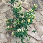 Lonicera japonica Virág