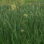 Asclepias viridiflora Fuelha