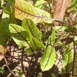 Rumex sanguineus Blatt
