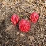 Sarcodes sanguinea Flower