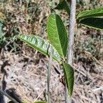 Boscia mossambicensis Blatt