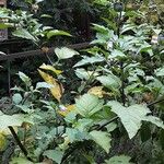 Nicandra physalodes Costuma