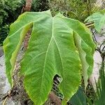 Tetrapanax papyrifer 叶