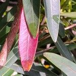 Xanthostemon verticillatus Leaf