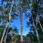 Eucalyptus viminalis Habitus