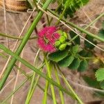 Poterium sanguisorba Flower