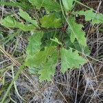 Quercus robur Ліст