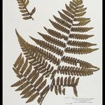 Cyathea surinamensis 叶