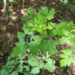 Actaea spicata Fruit