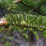 Abies fraseri その他の提案