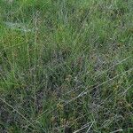 Rhynchospora fusca Autre