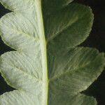 Thelypteris interrupta Folio