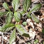 Aralia nudicaulis Folio