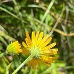 Buphthalmum salicifolium Flower