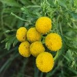 Tanacetum vulgareBlüte