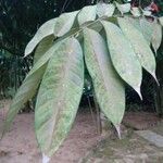 Amherstia nobilis Foglia