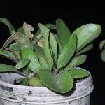 Bryophyllum pinnatum Lehti