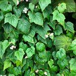 Begonia formosana Habit