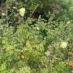 Hibiscus diversifolius Costuma