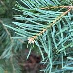 Abies concolor Foglia