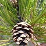 Pinus rigida Gyümölcs