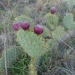 Opuntia engelmannii Fruit