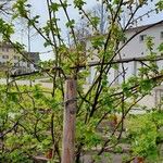 Ribes rubrum Habit