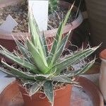 Agave toumeyana Hostoa