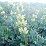 Salvia absconditiflora Flower