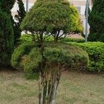 Melaleuca linariifolia Blatt