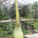 Amorphophallus titanum Folla